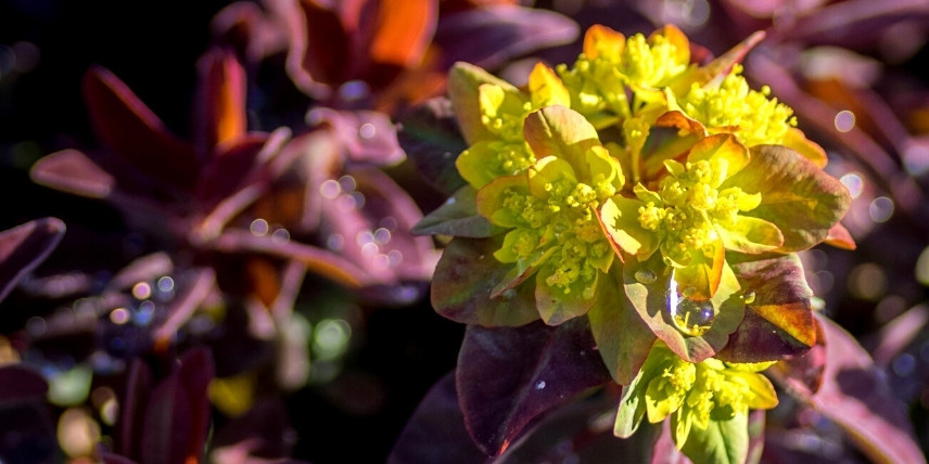 Les euphorbes pour bordure de massif : l'Euphorbia 'Bonfire'