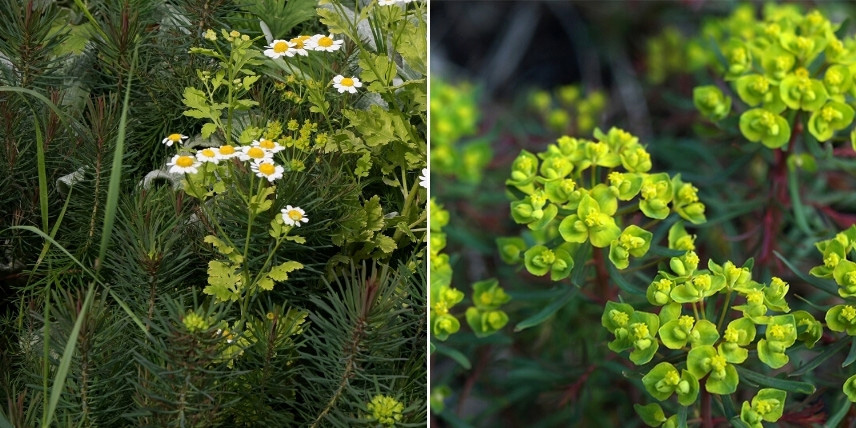 Les euphorbes pour bordure de massif : l'Euphorbia 'Fens Ruby'