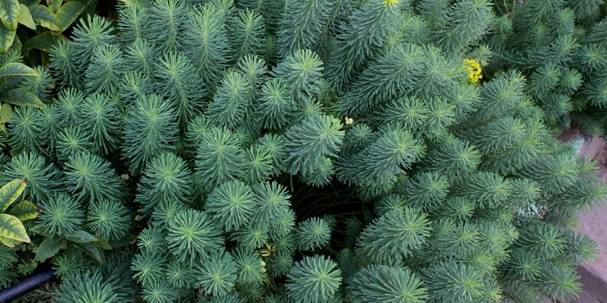 Les euphorbes pour bordure de massif : Euphorbia cyparissias
