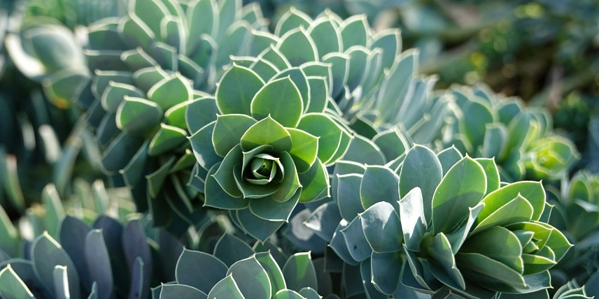 Les euphorbes pour bordure de massif : Euphorbia myrsinites