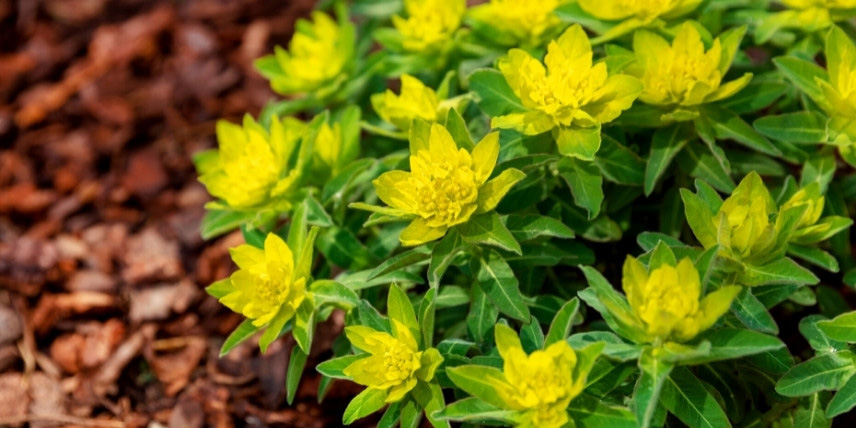 Les euphorbes pour bordure de massif : Euphorbia polychroma