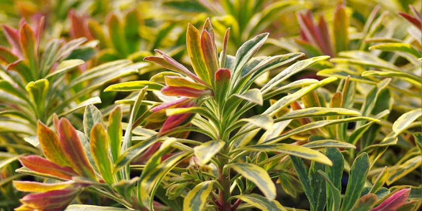 L'Euphorbe panachée 'Ascot Rainbow'