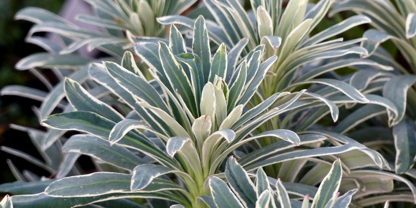 L'Euphorbe panachée 'Glacier Blue'