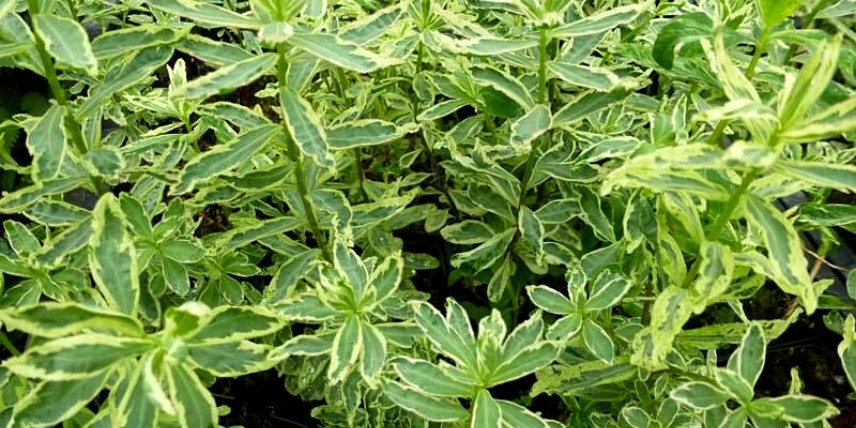 L'Euphorbe panachée Euphorbia polychroma 'Variegata'
