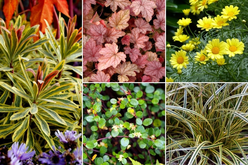 Euphorbes pour massif : Euphorbia martinii 'Ascot Rainbow'