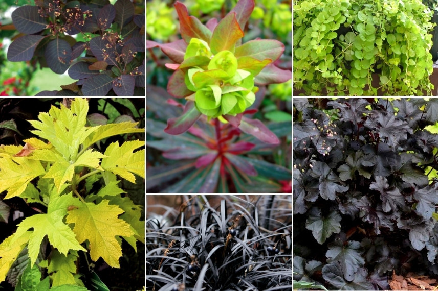 Euphorbes pour massif : Euphorbia amygdaloides 'Purpurea'