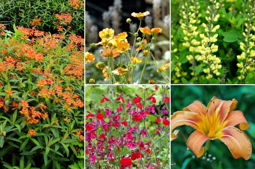 Euphorbes pour massif : Euphorbia griffithii 'Dixter'