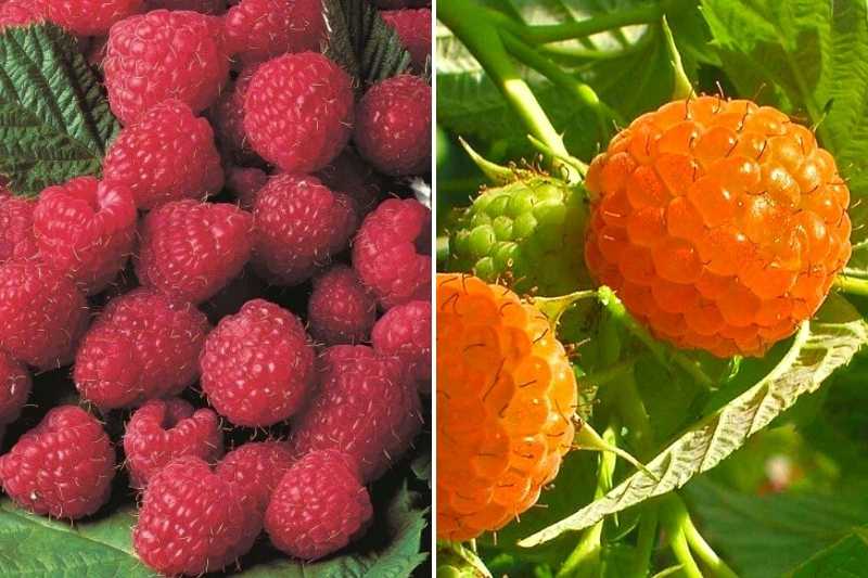 Confiture légère de mûres et de framboises à l'érable et à la