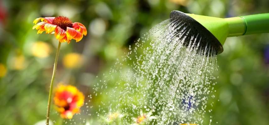 cultiver gaillarde en pot, culture gaillarde en pot, gaillarde jardiniere, gaillarde en bac, gaillarde sur balcon