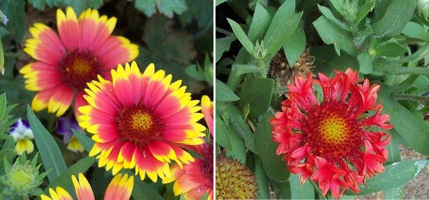 cultiver gaillarde en pot, culture gaillarde en pot, gaillarde jardiniere, gaillarde en bac, gaillarde sur balcon