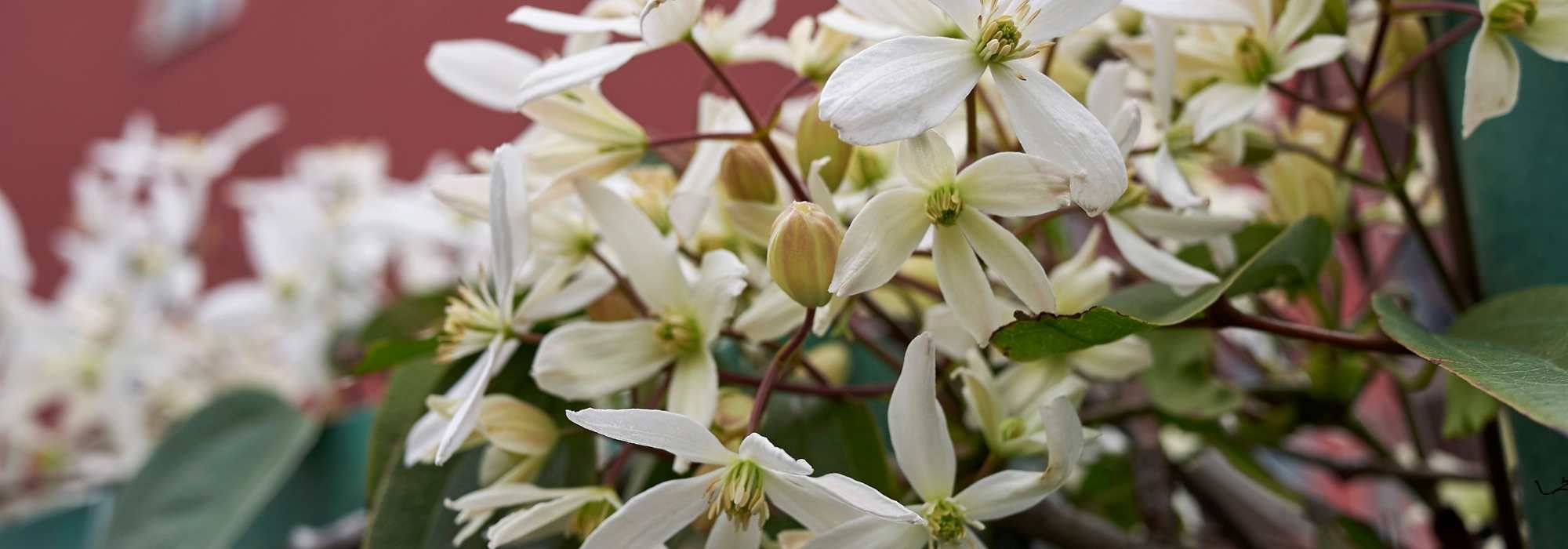 10 fleurs d'hiver - Plantes, arbustes, grimpantes - Jardiner Malin