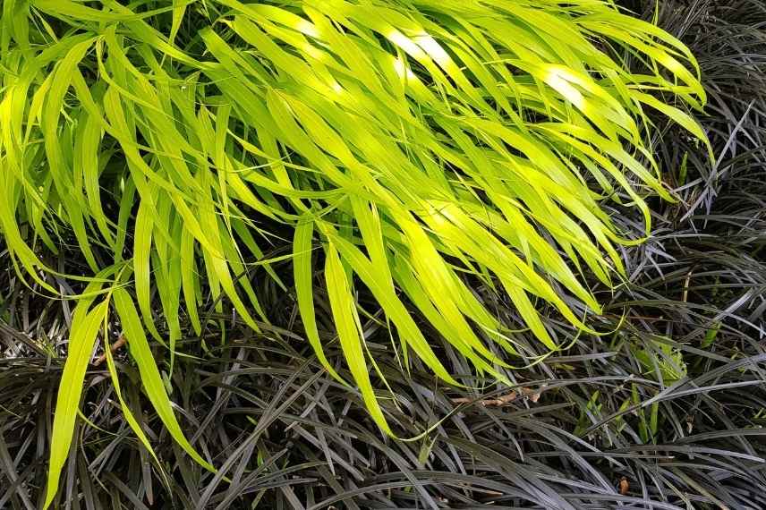 Plantes longues a s installer, plantes lentes développement