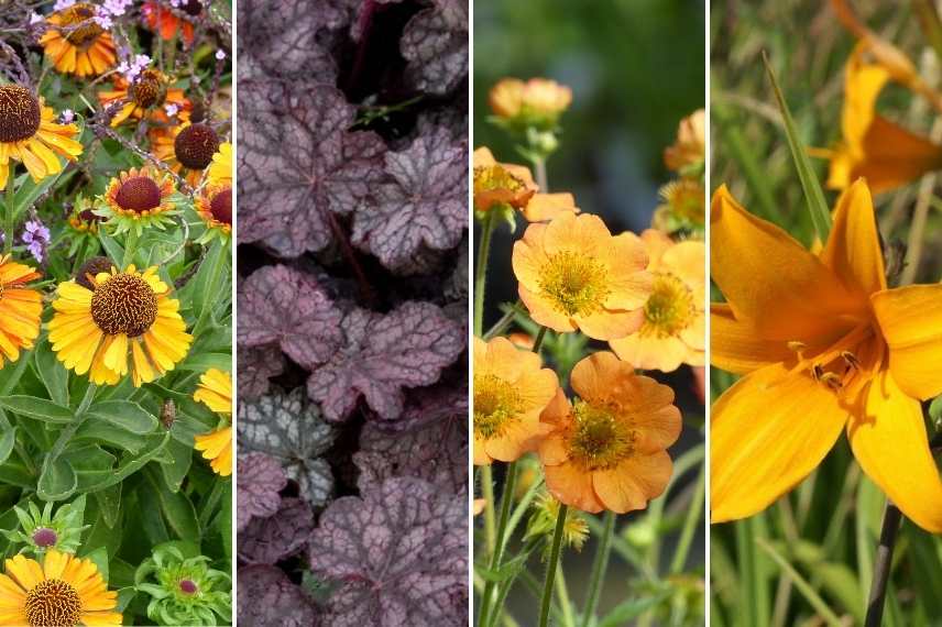 association Helenie, Association Helenium, idées Helenium massif