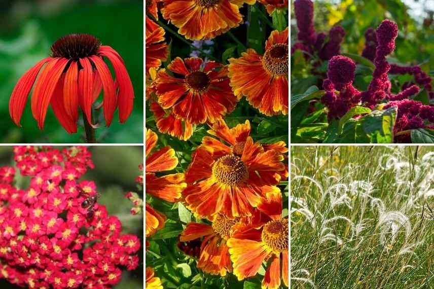 association Helenie, Association Helenium, idées Helenium massif tons chauds