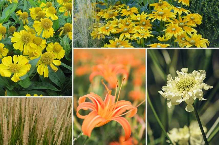 association Helenie, Association Helenium, idées Helenium massif