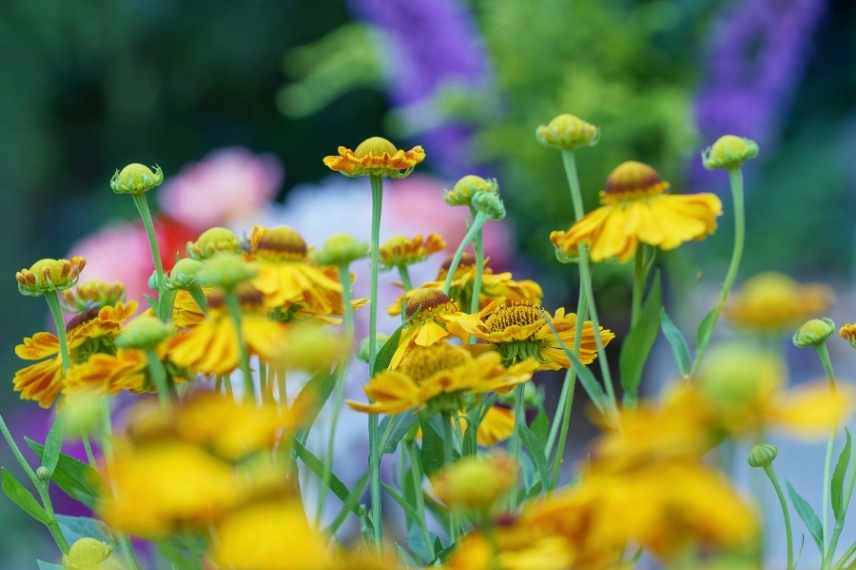 association Helenie, Association Helenium, idées Helenium massif