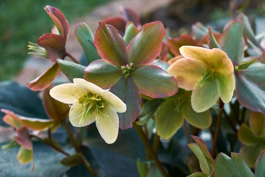 plantes n'aiment pas être deplacées, plantes à ne pas déplacer, plantes système racinaire délicat, plantes transplantation