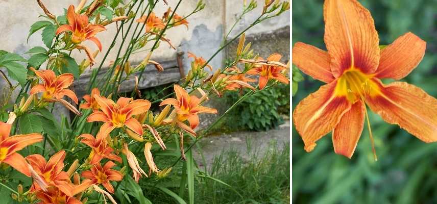 Hemerocalle orange, Hemerocallis orange