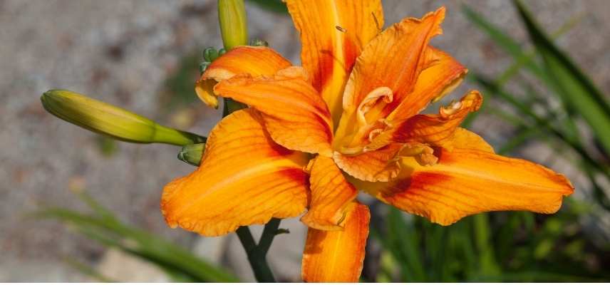 Hemerocalle orange, Hemerocallis orange