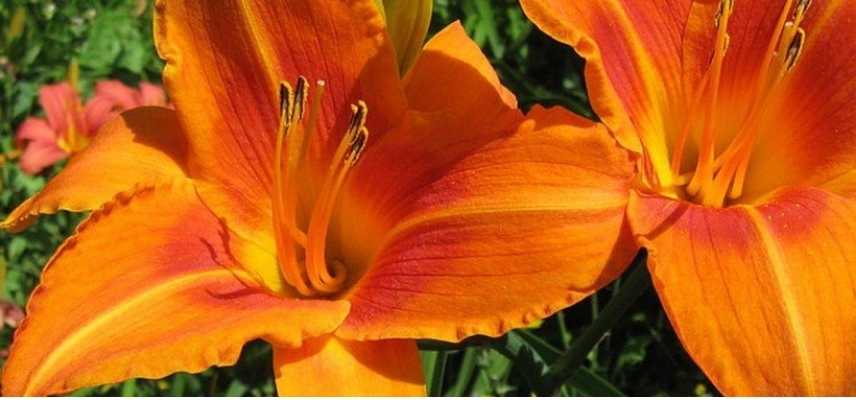 Hemerocalle orange, Hemerocallis orange