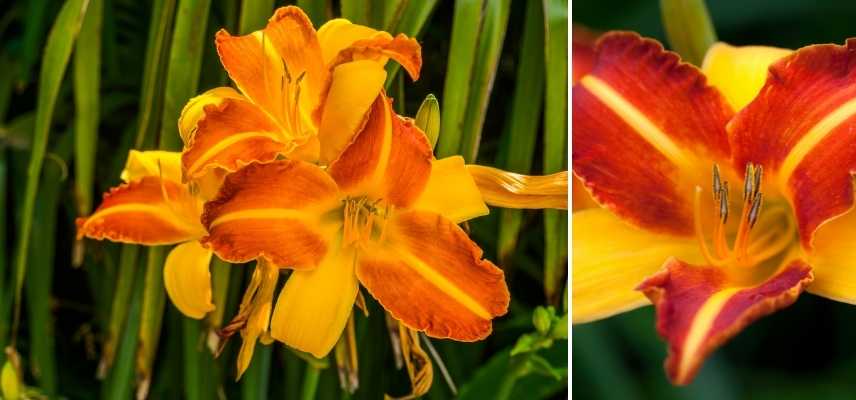 Hemerocalle orange, Hemerocallis orange