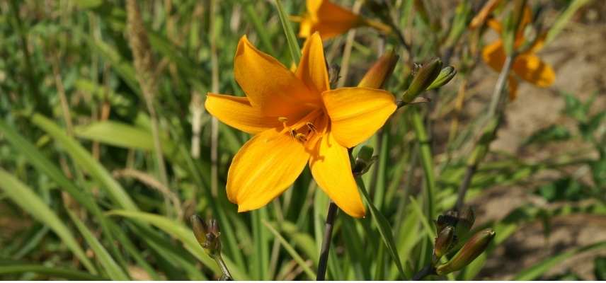 Hemerocalle orange, Hemerocallis orange