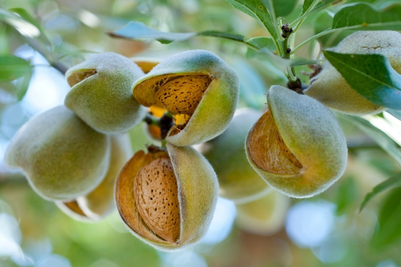 1 Ensemble Bassin De Lavage De Fruits Avec Couvercle Dranier - Temu France