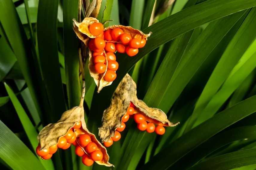 Plantes longues a s installer, plantes lentes développement