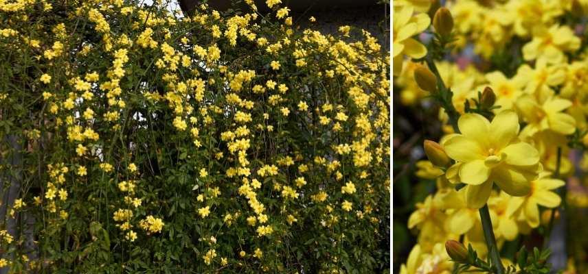 plante grimpante hiver, grimpante floraison hivernale, quelle grimpante fleurit en hiver