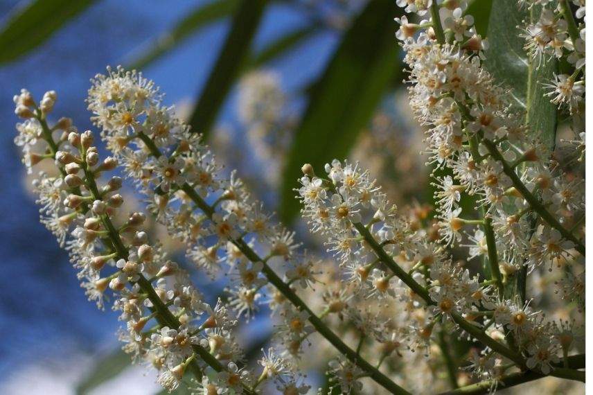 prunus laurocesarus arbuste résistant au vent