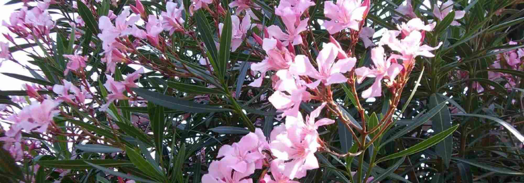 Citronnier, laurier-rose Comment protéger mes fleurs du froid?