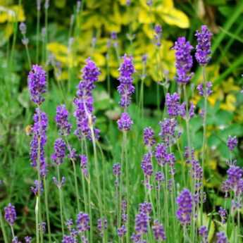 Lavandes : Les plus belles variétés