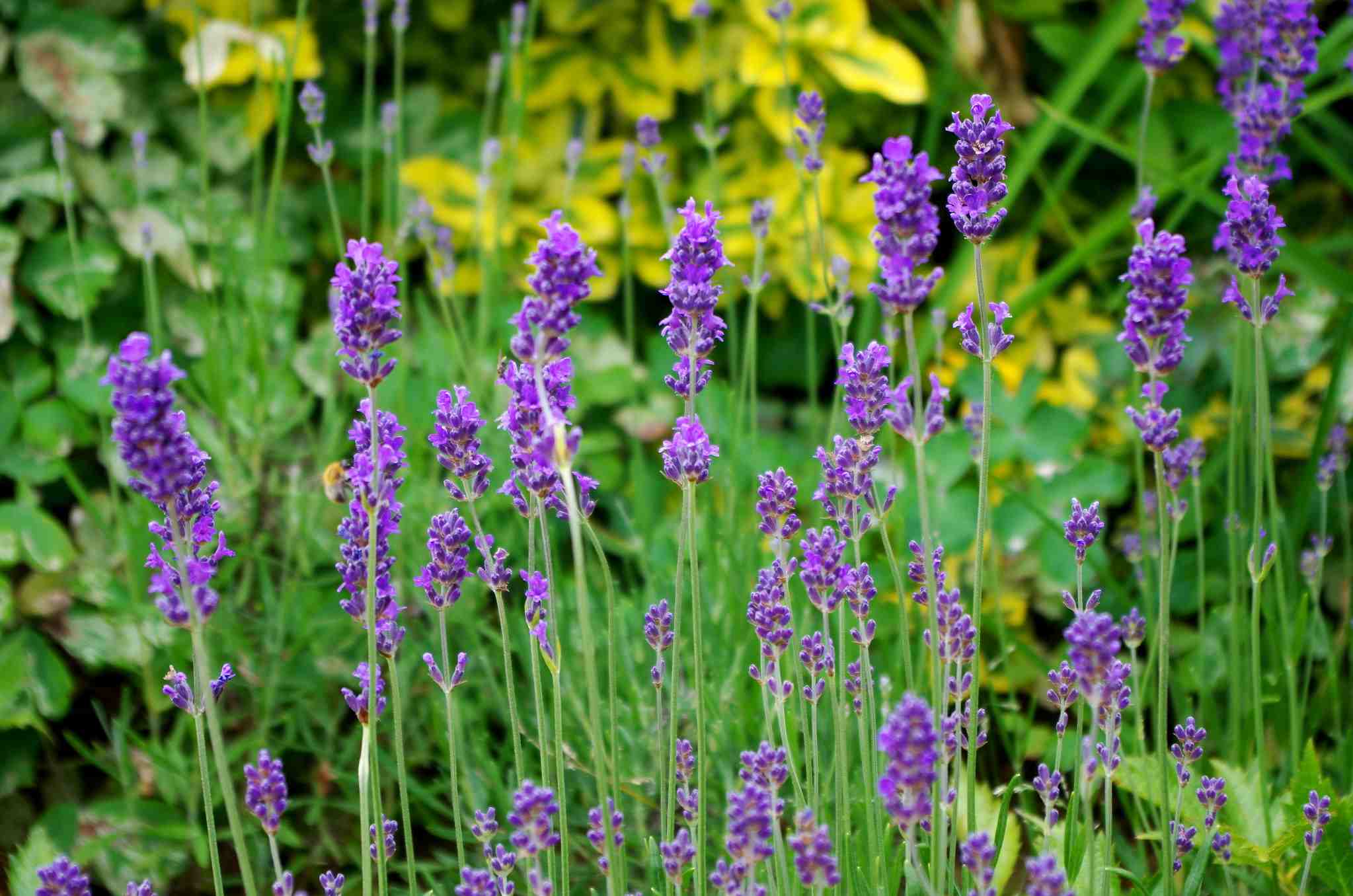 Lavandes : Les plus belles variétés