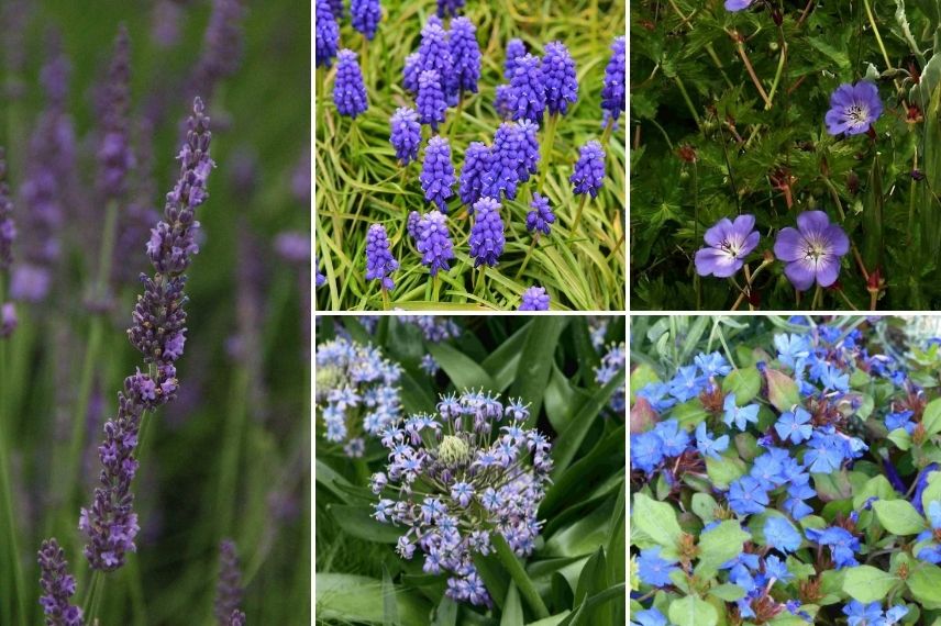 lavande et plantes à floraison bleue