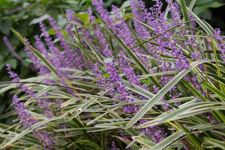 Plantes longues a s installer, plantes lentes développement