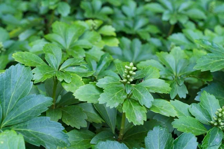 Plantes longues a s installer, plantes lentes développement