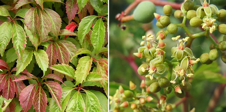 Feuillage et floraison de la vigne-vierge