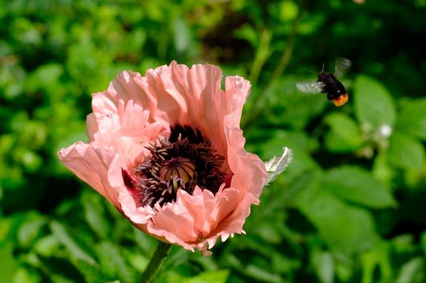 plantes n'aiment pas être deplacées, plantes à ne pas déplacer, plantes système racinaire délicat, plantes transplantation