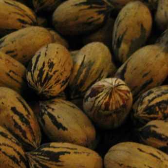 Cultiver un pacanier pour récolter des noix de pécan - Promesse de