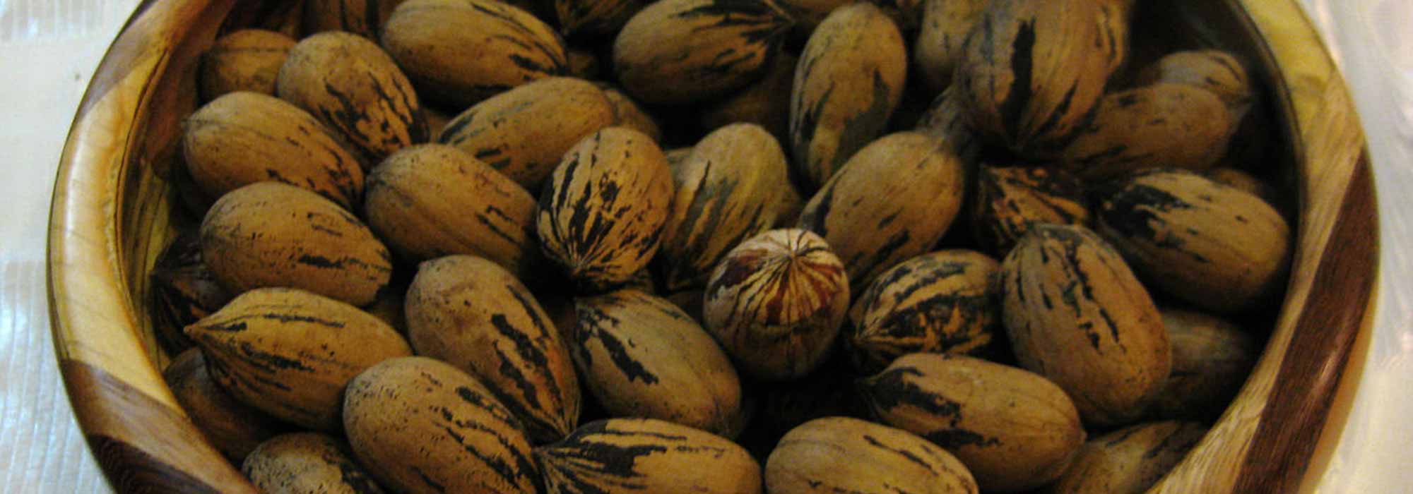 Cultiver un pacanier pour récolter des noix de pécan