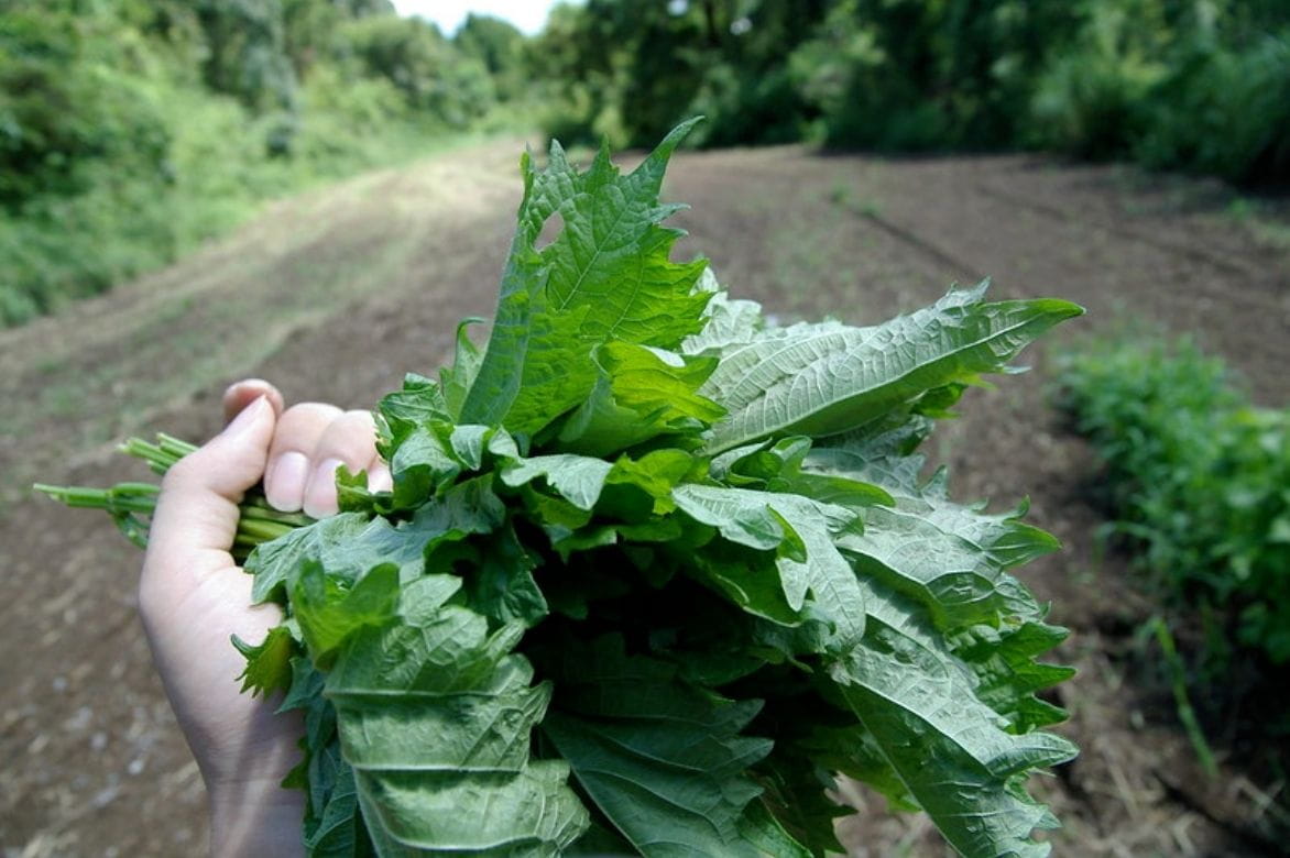 Perilla frutescens