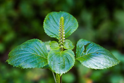 Perilla frutescens