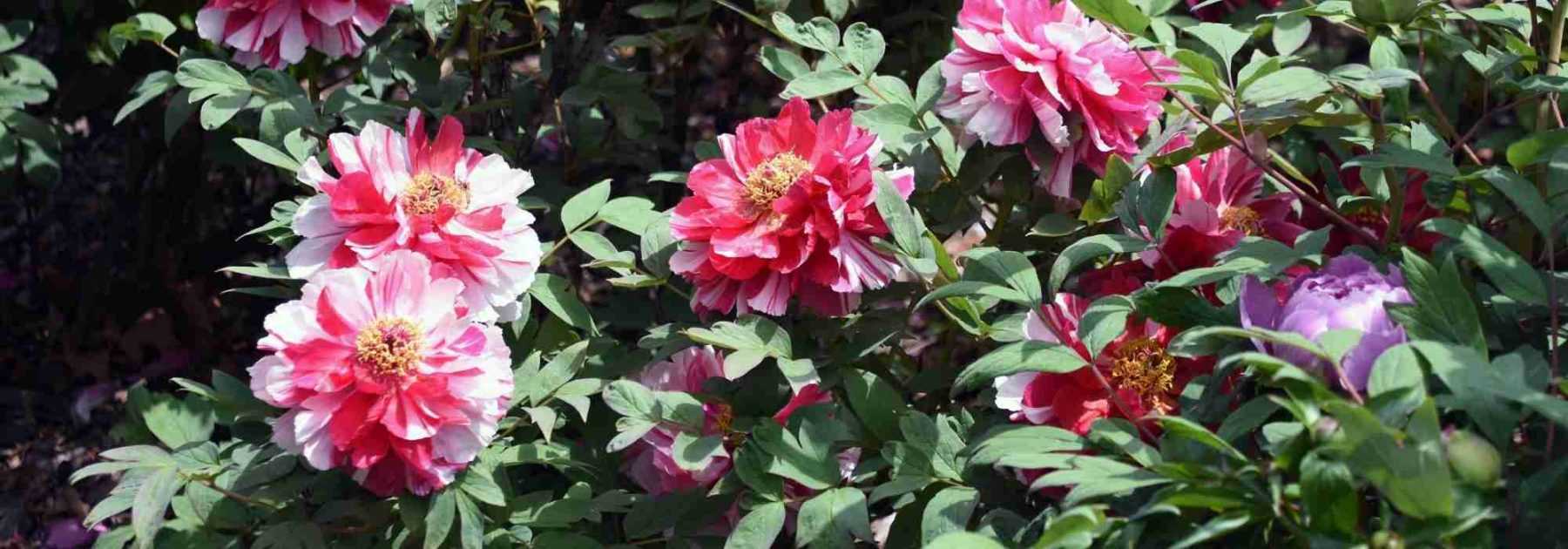 Brise vue végétal : les plantes pour être tranquille dans votre