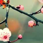 Quelles plantes pour un balcon zen ?