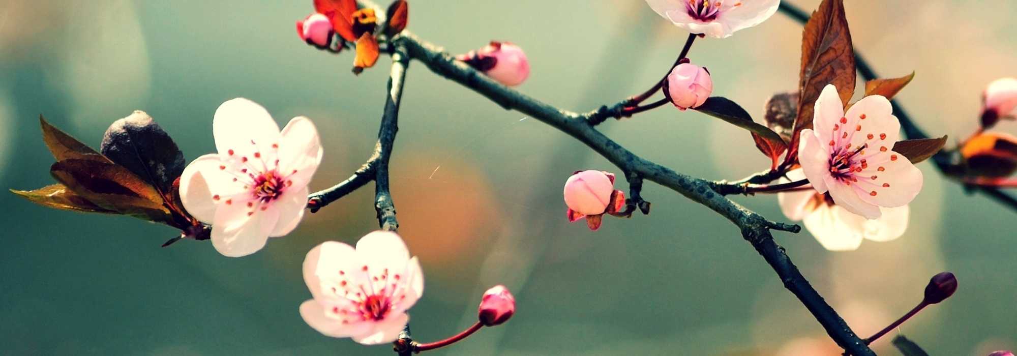 Quelles plantes pour un balcon zen ?