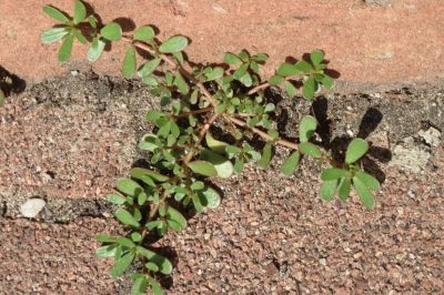 Pourpier - Portulaca oleracea