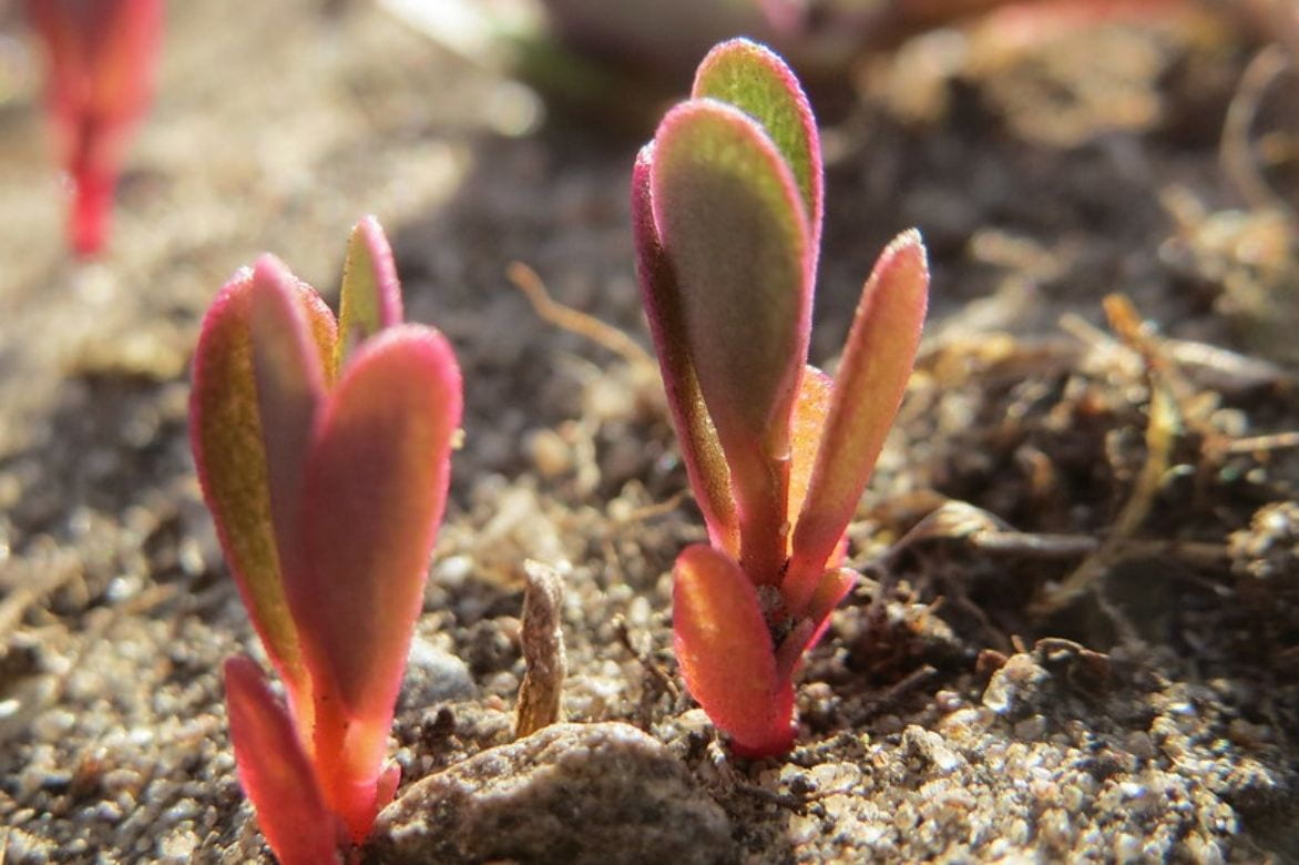 Pourpier - Portulaca oleracea