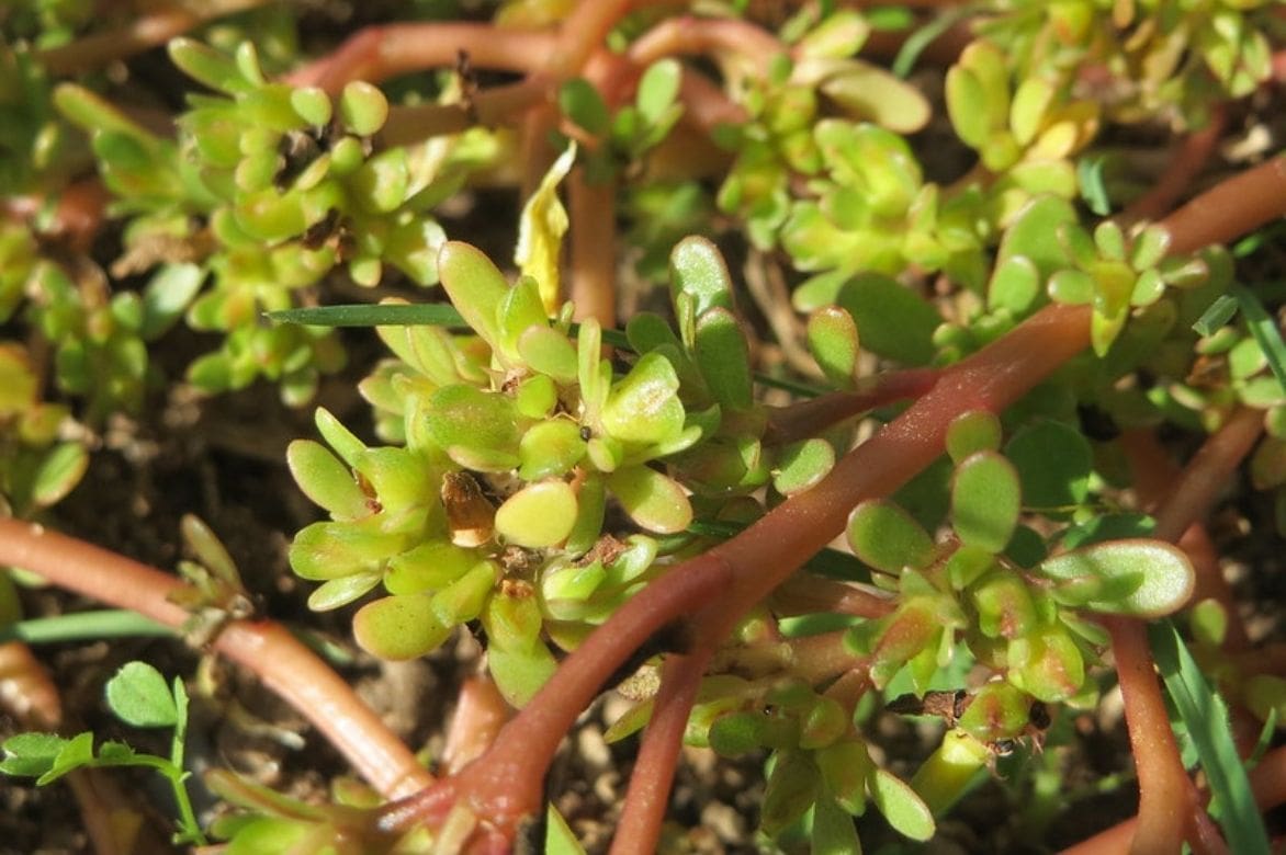 Pourpier - Portulaca oleracea