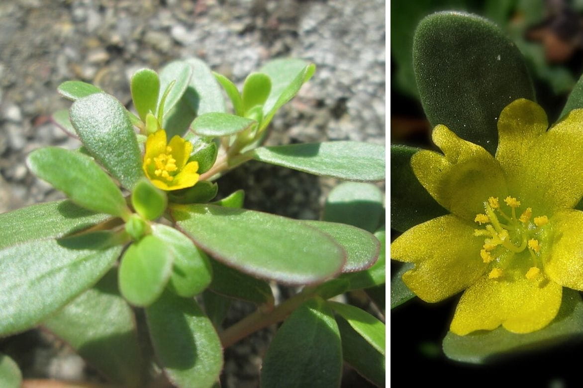 Pourpier - Portulaca oleracea