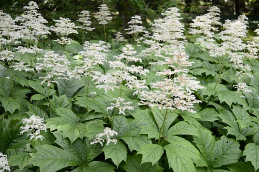 Plantes longues a s installer, plantes lentes développement